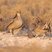 Lesser Prairie-Chicken
